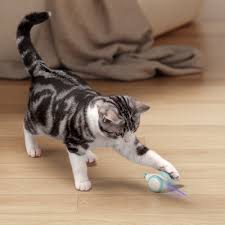 cat toys