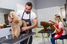 dog grooming