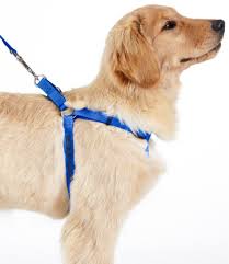 dog harness