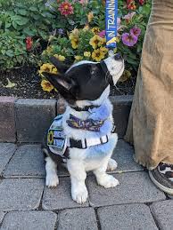 assistance dog training