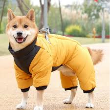 dog coats