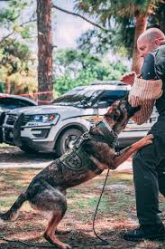 schutzhund training