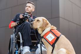 service dog