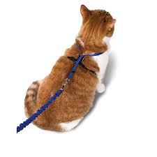 cat harness and leash