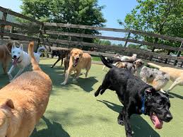 puppy daycare