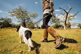 dog walking boots