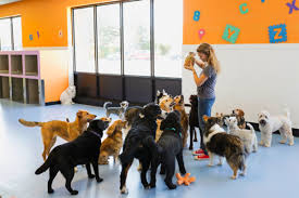 daycare for dogs