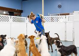 dog daycare