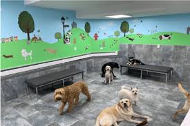 puppy daycare near me