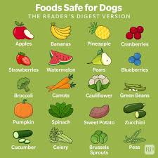 healthy food for dogs