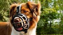 best dog muzzle