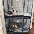 kong dog crate