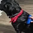 best dog grooming brush