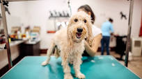 best dog grooming supplies