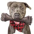 durable dog