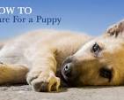 puppy care