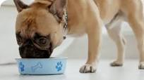 top dog food