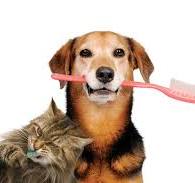 dog dental