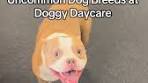 stay dog daycare