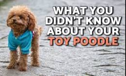 toy poodle dog