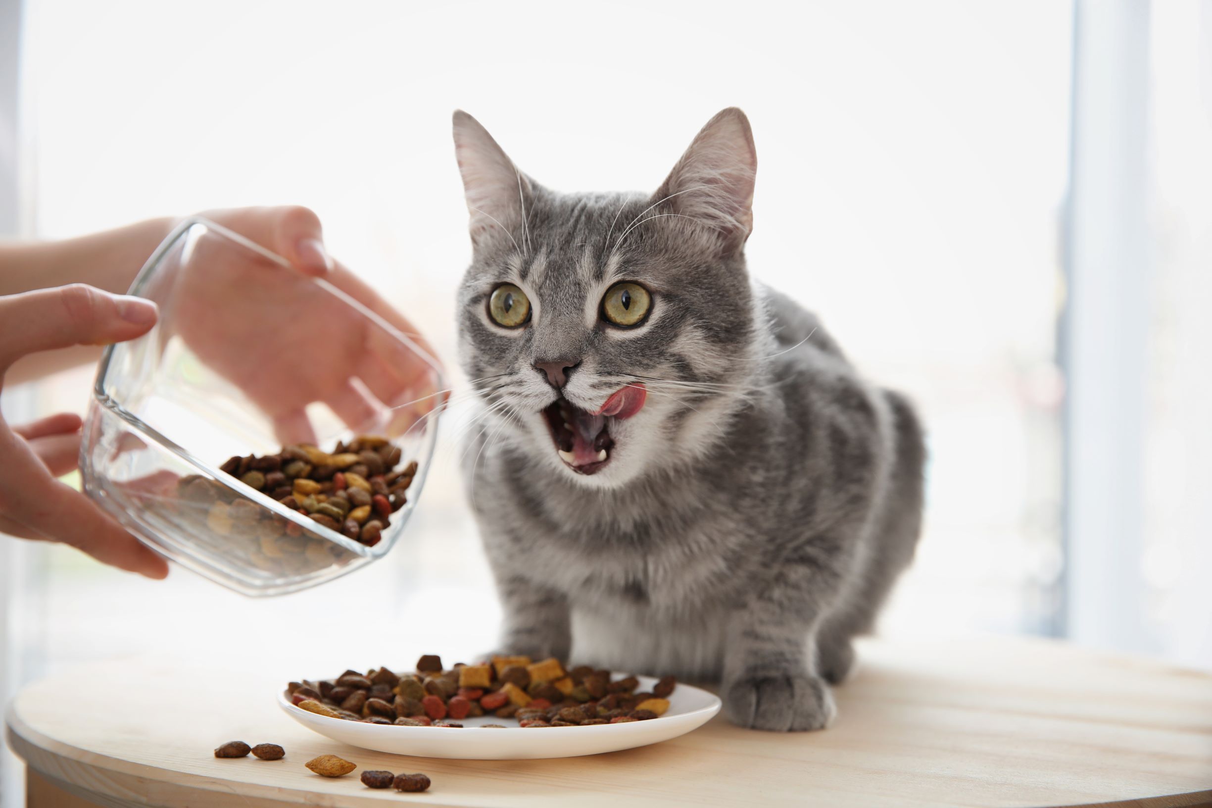 best cat foods
