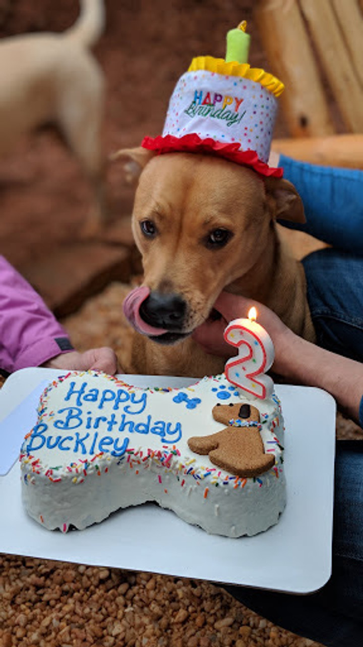 dog birthday cake