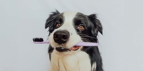 dog toothbrushes