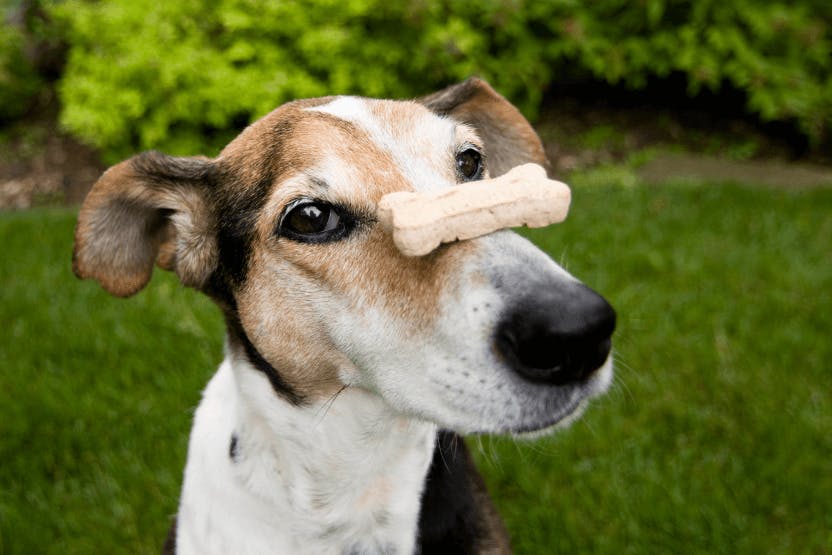 best dog treats for training