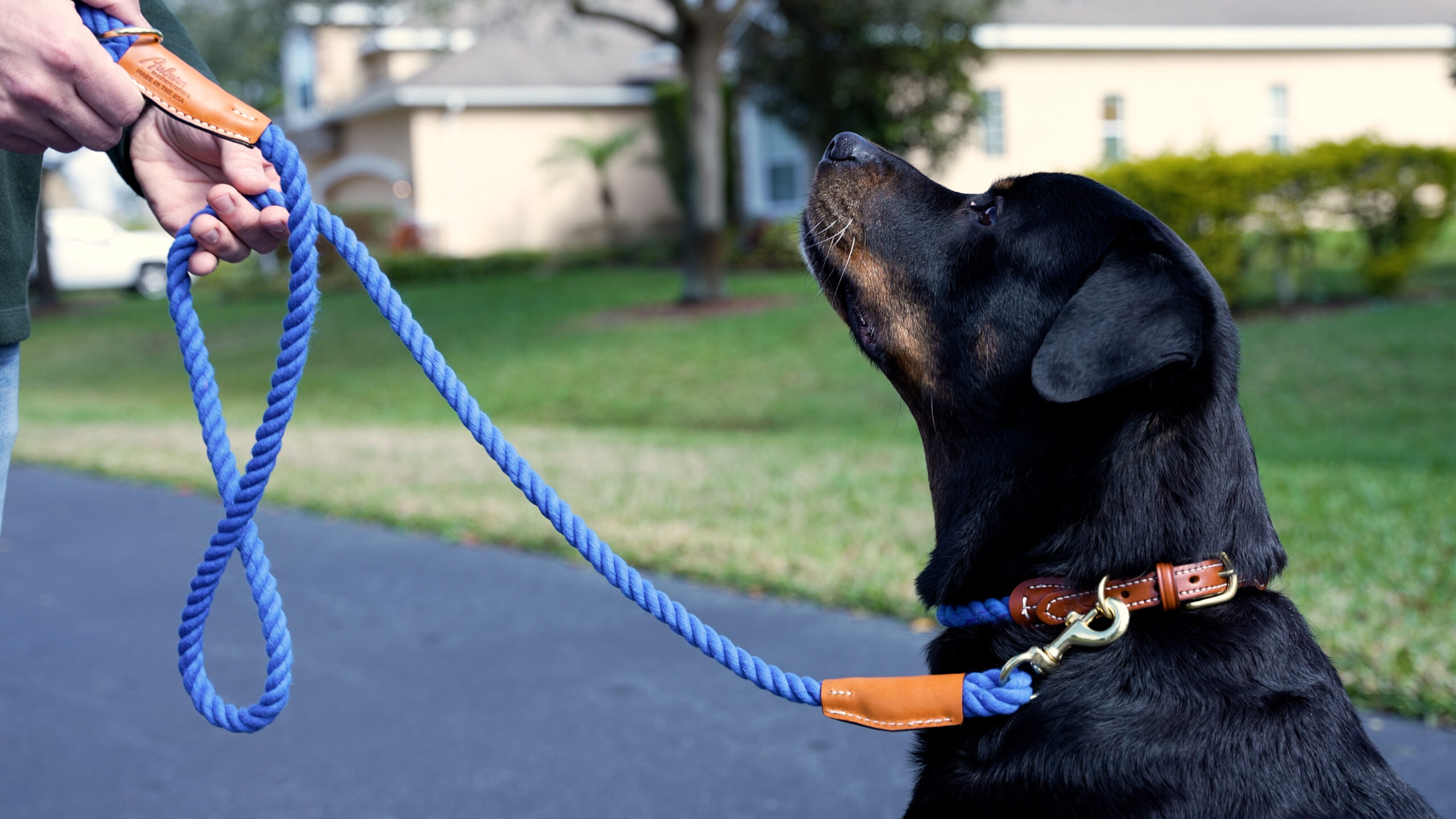 dog collar and leash