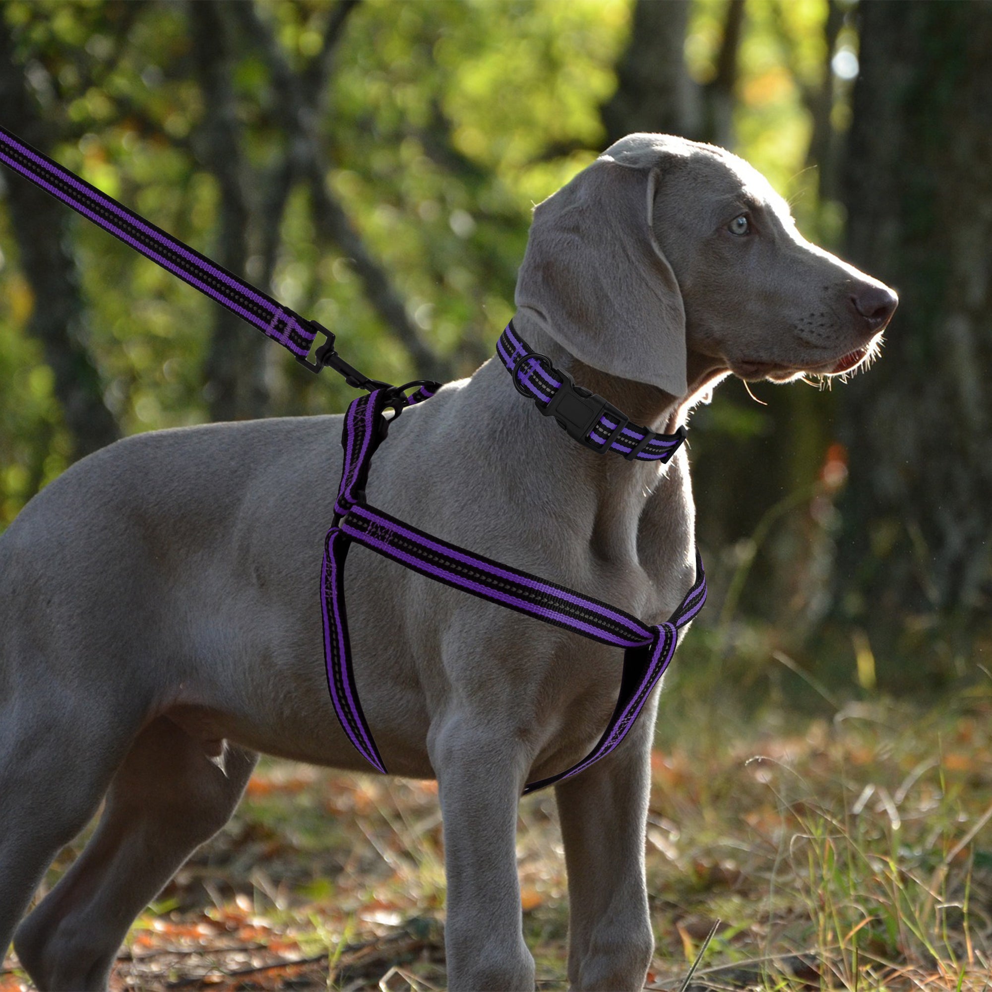 dog collar and leash