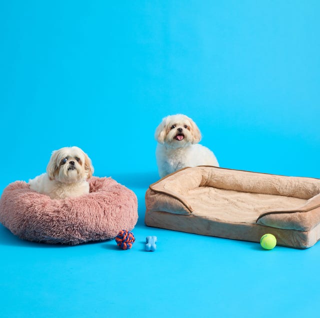 best dog beds
