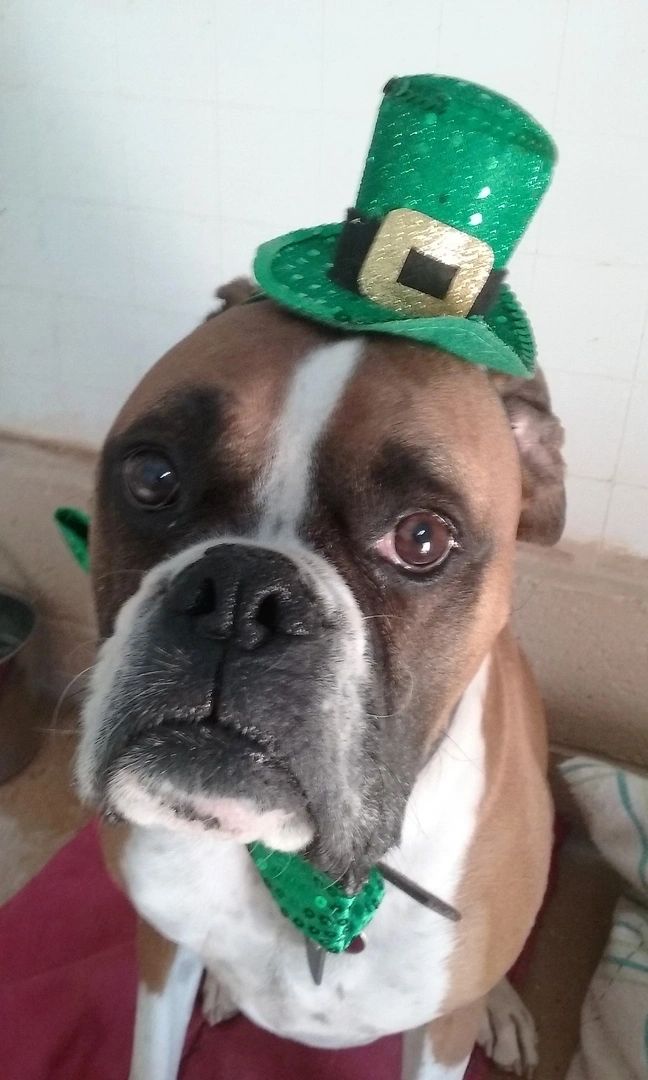 best dog boarding near me