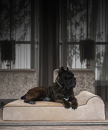 dog beds for large dogs