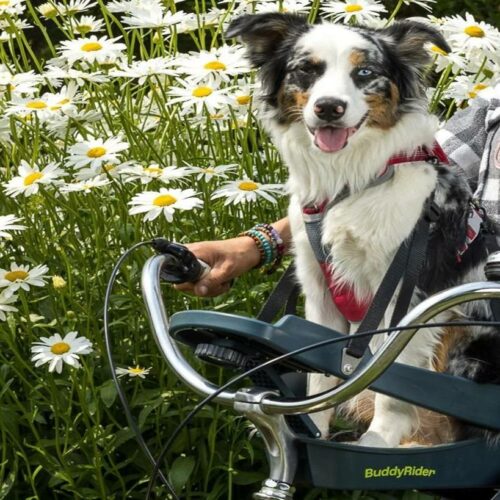 dog bike carrier