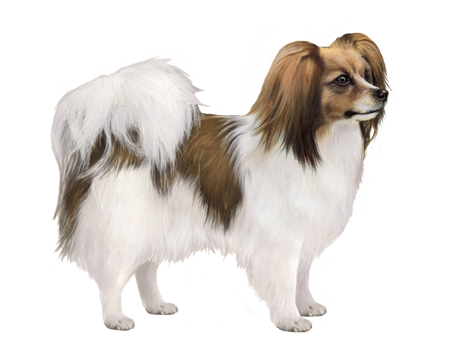 toy spaniel
