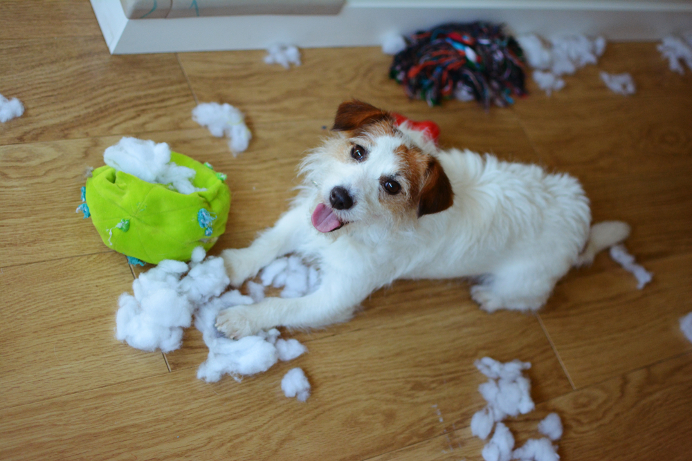 good chew toys for puppies