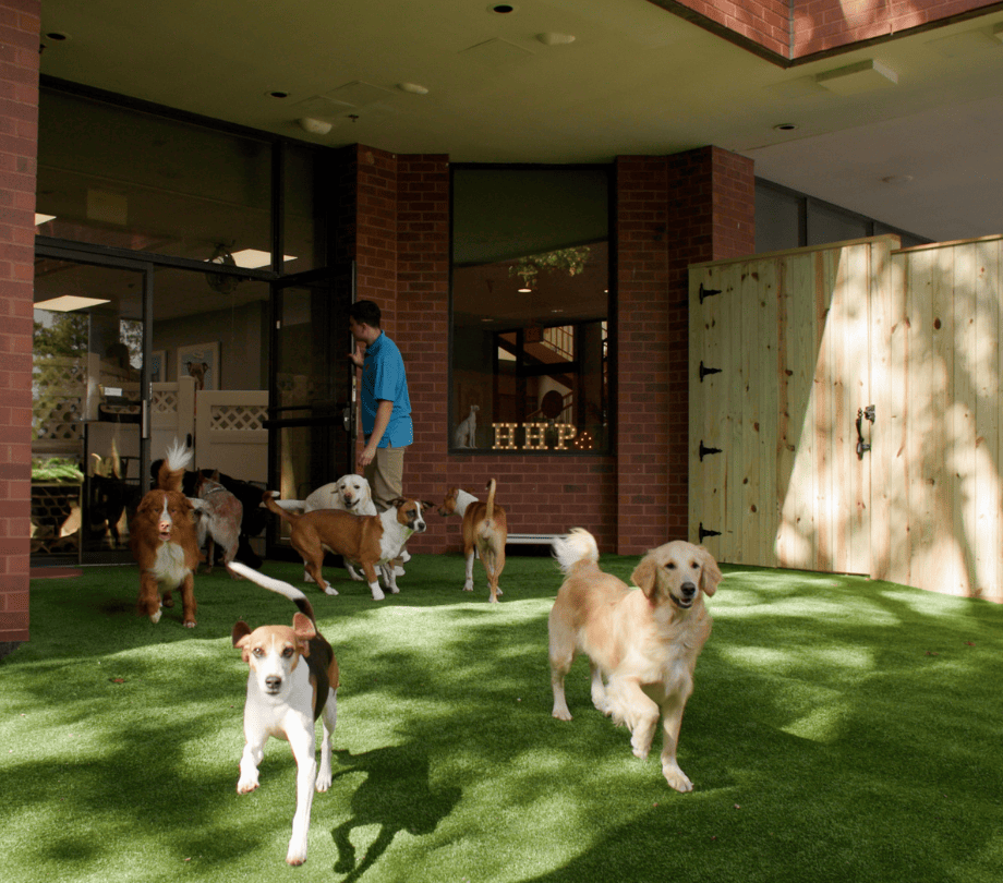 dog boarding facilities near me