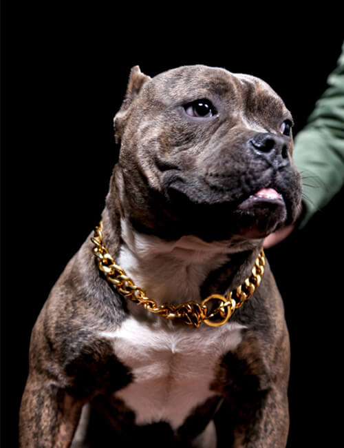 gold dog collar