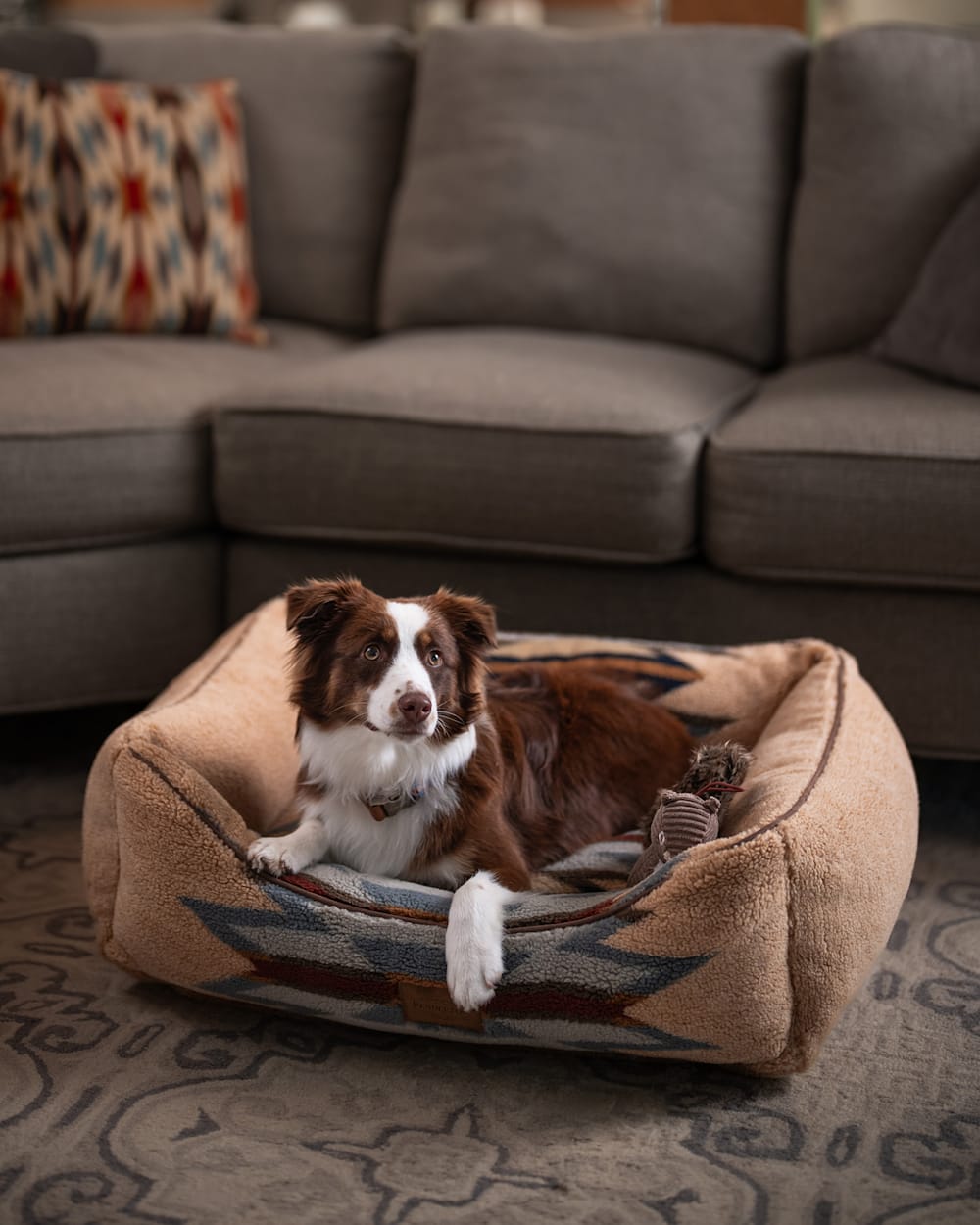 pendleton dog bed