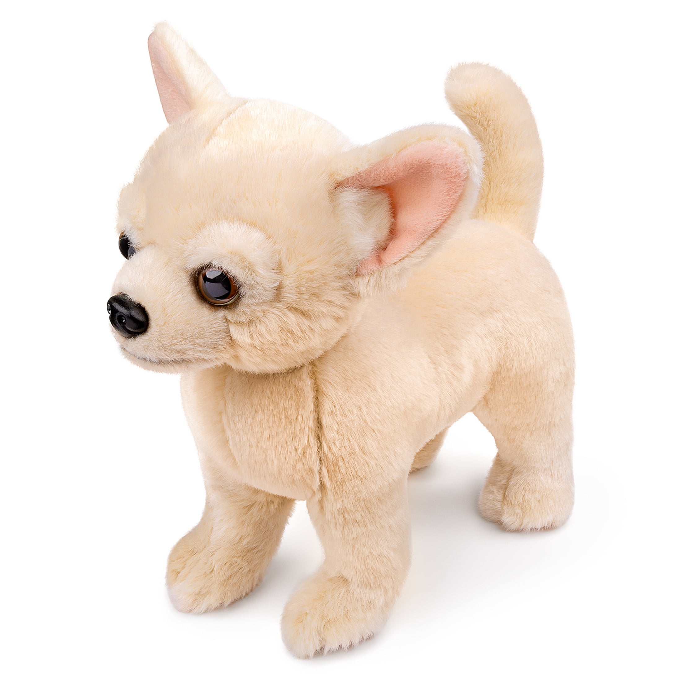 toy chihuahua
