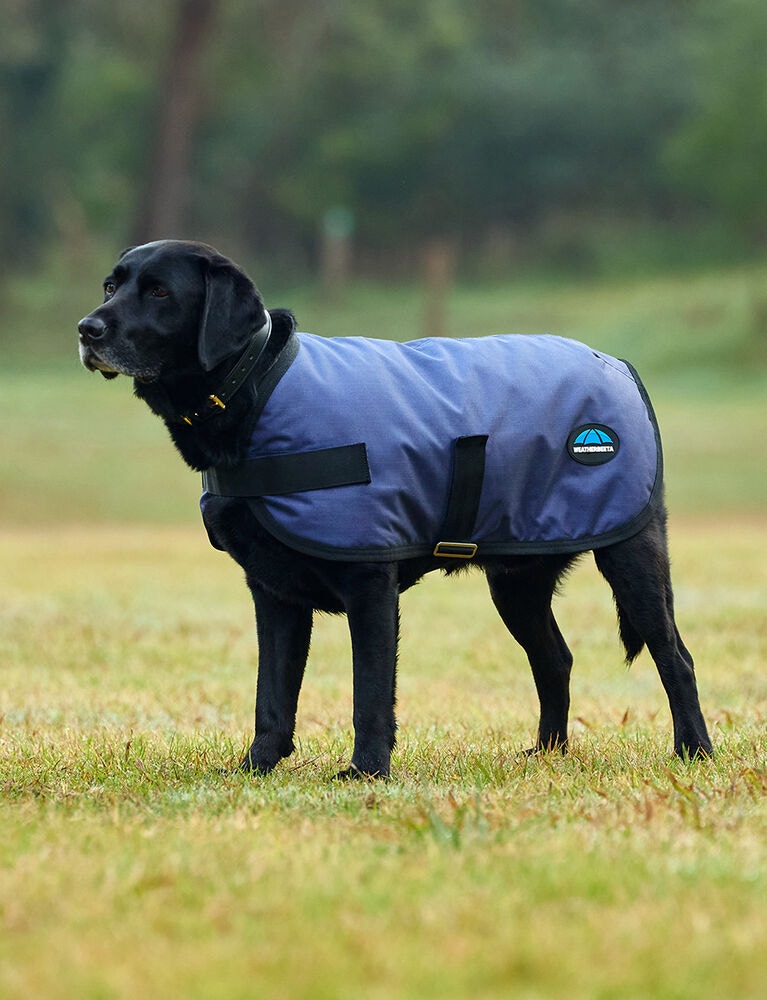 dog rain jacket