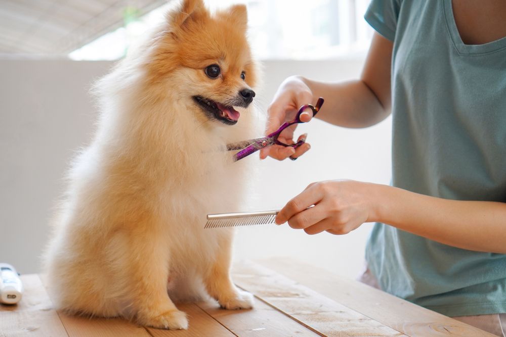 dog salon