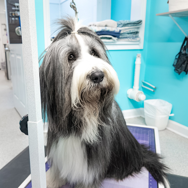puppy grooming