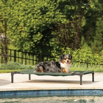 coolaroo dog bed