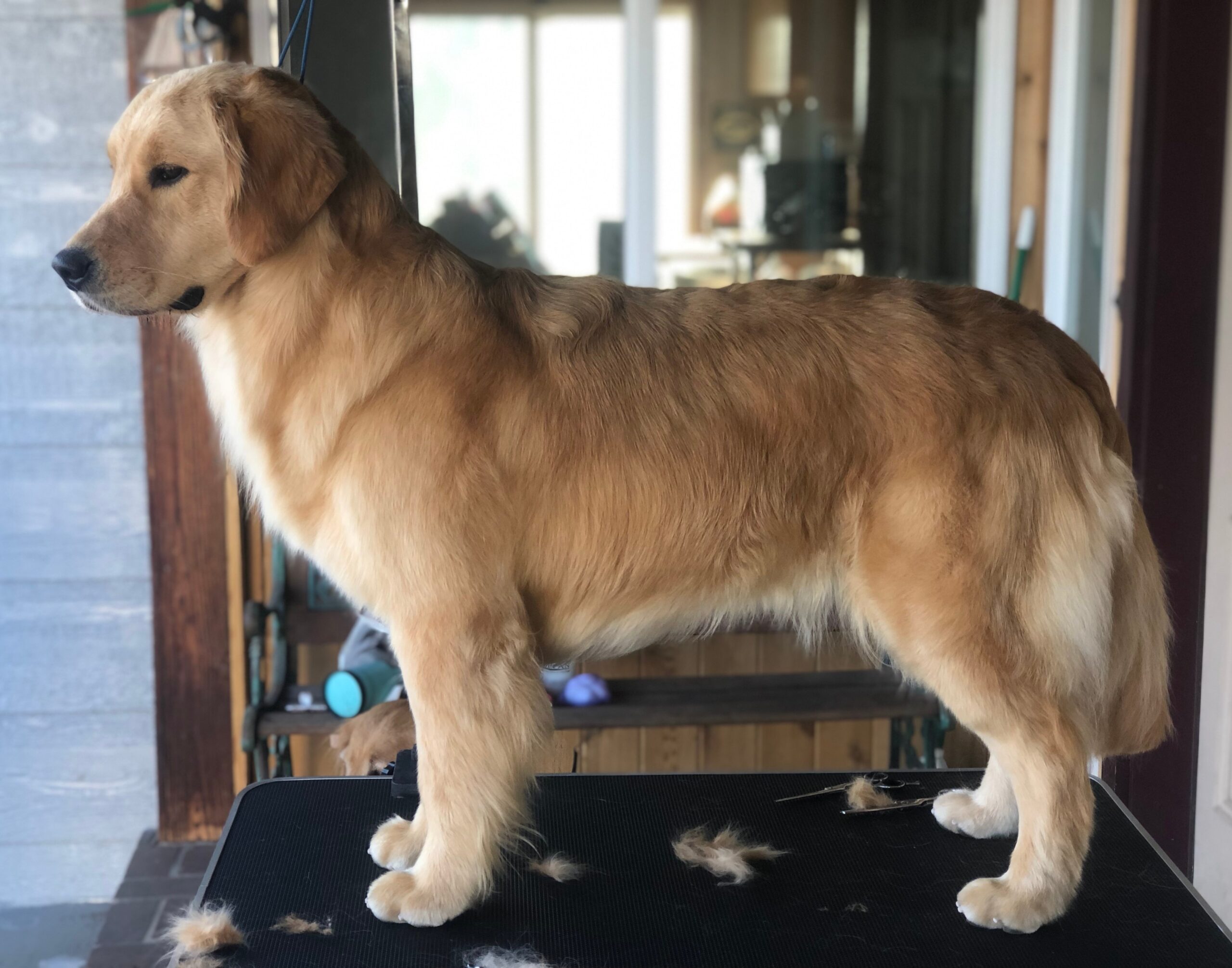 golden retriever haircut