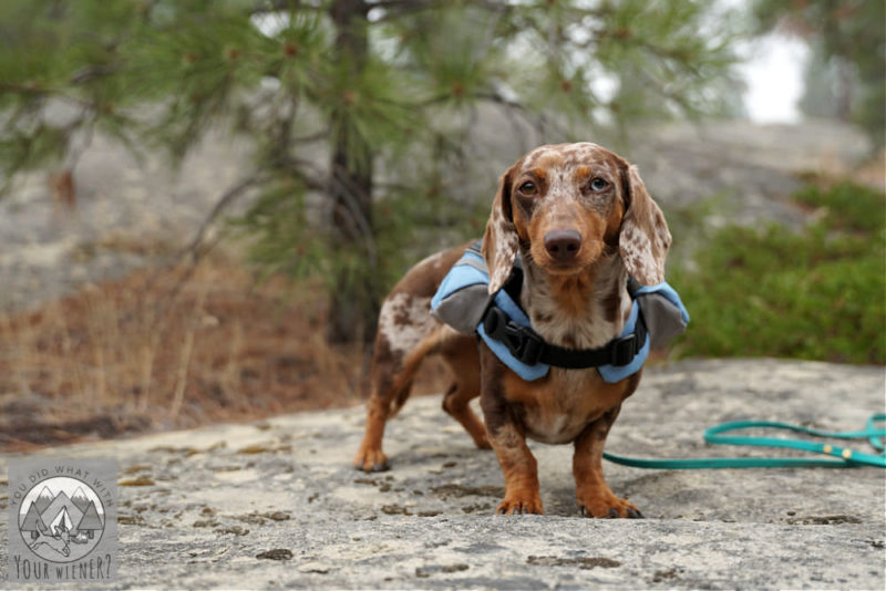 hiking dog backpack