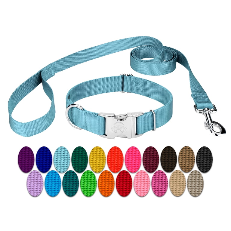 collar and leash dog