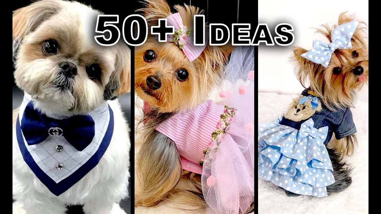 dog attire