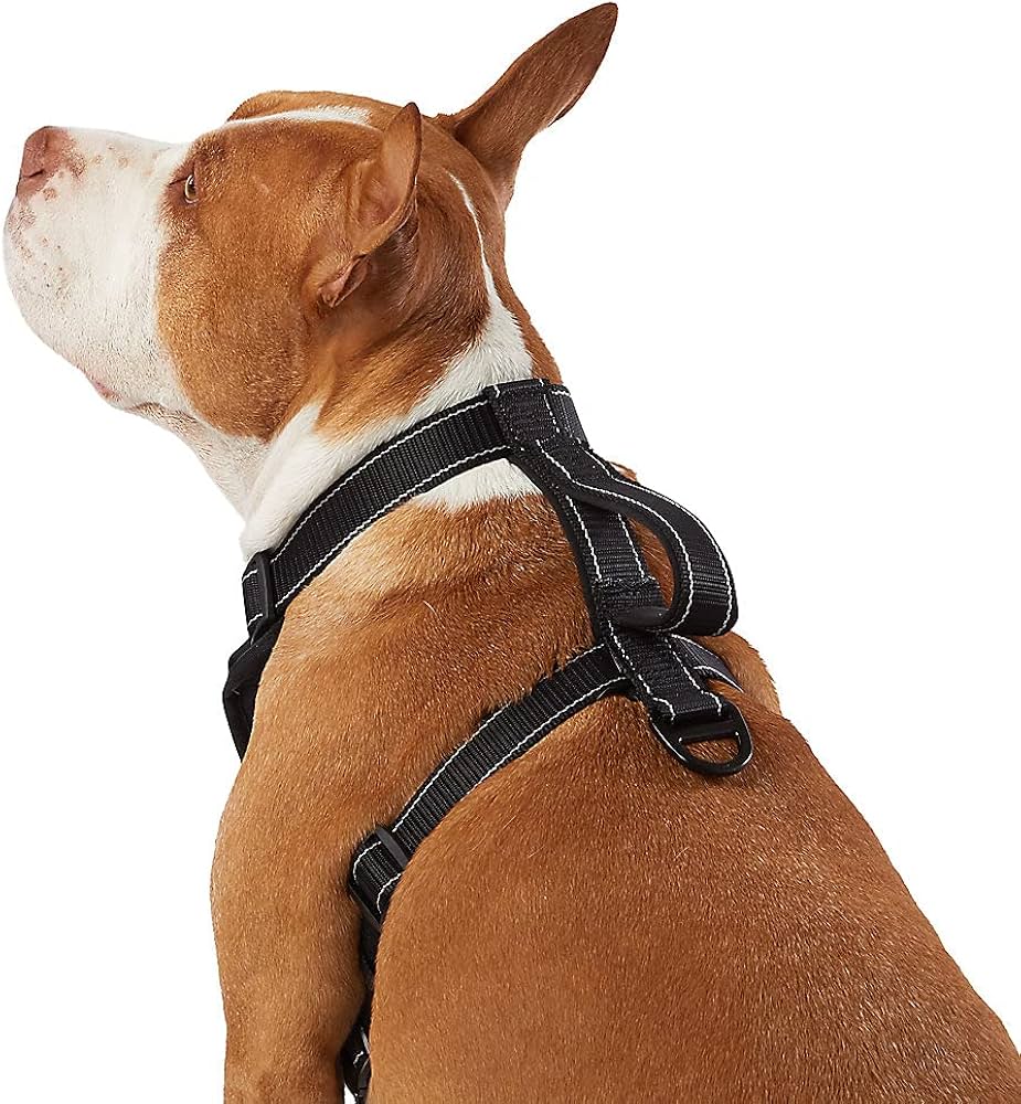 kong dog harness